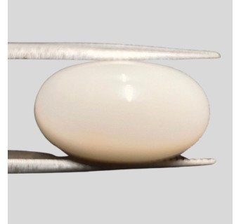 White Coral (Safed Moonga) 10.70ct.