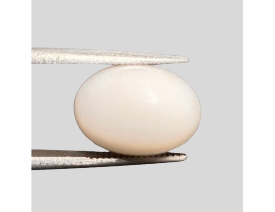 White Coral (Safed Moonga) 6.83ct.@100 per. ct. (Luxury) White Coral (Safed Moonga) 6.83ct.@100 per. ct. (Luxury)