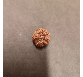 5 Mukhi Rudraksha - 5.261 g.