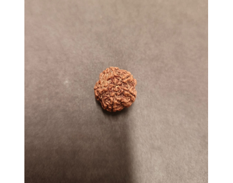 5 Mukhi Rudraksha - 5.261 g.