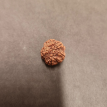 5 Mukhi Rudraksha - 5.261 g.
