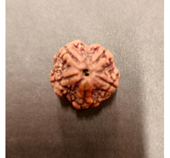 5 Mukhi Rudraksha