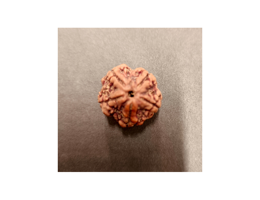 5 Mukhi Rudraksha - 5.261 g.
