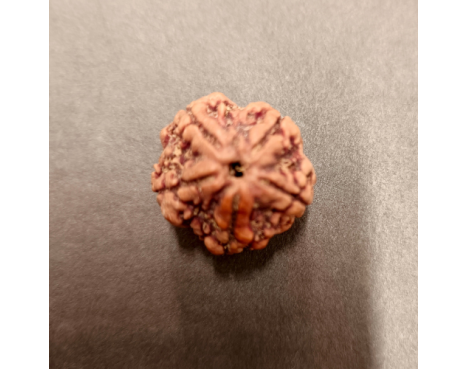 5 Mukhi Rudraksha