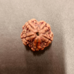 5 Mukhi Rudraksha - 5.261 g.