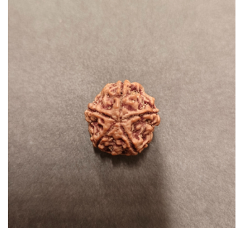5 Mukhi Rudraksha - 5.136 g.