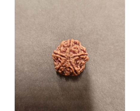 5 Mukhi Rudraksha - 5.136 g.