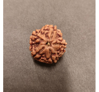 5 Mukhi Rudraksha
