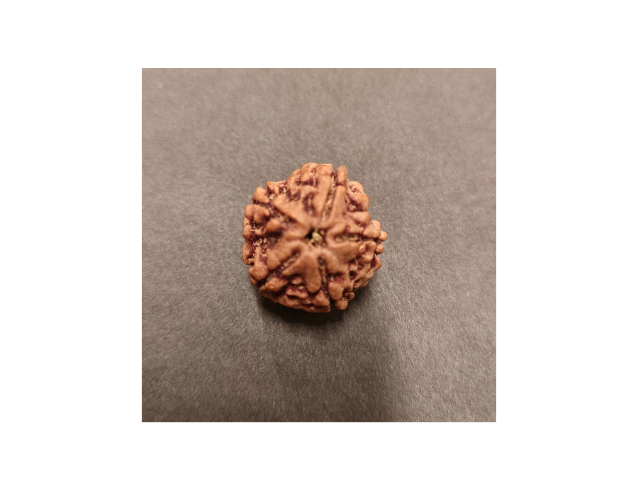 5 Mukhi Rudraksha - 5.136 g.