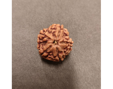 5 Mukhi Rudraksha