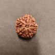 5 Mukhi Rudraksha - 5.136 g.