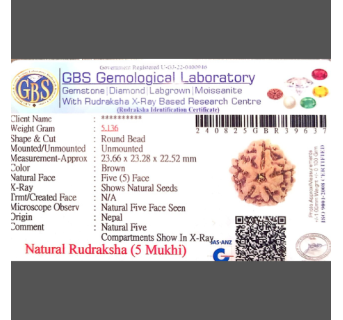 5 Mukhi Rudraksha