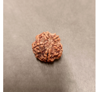 5 Mukhi Rudraksha