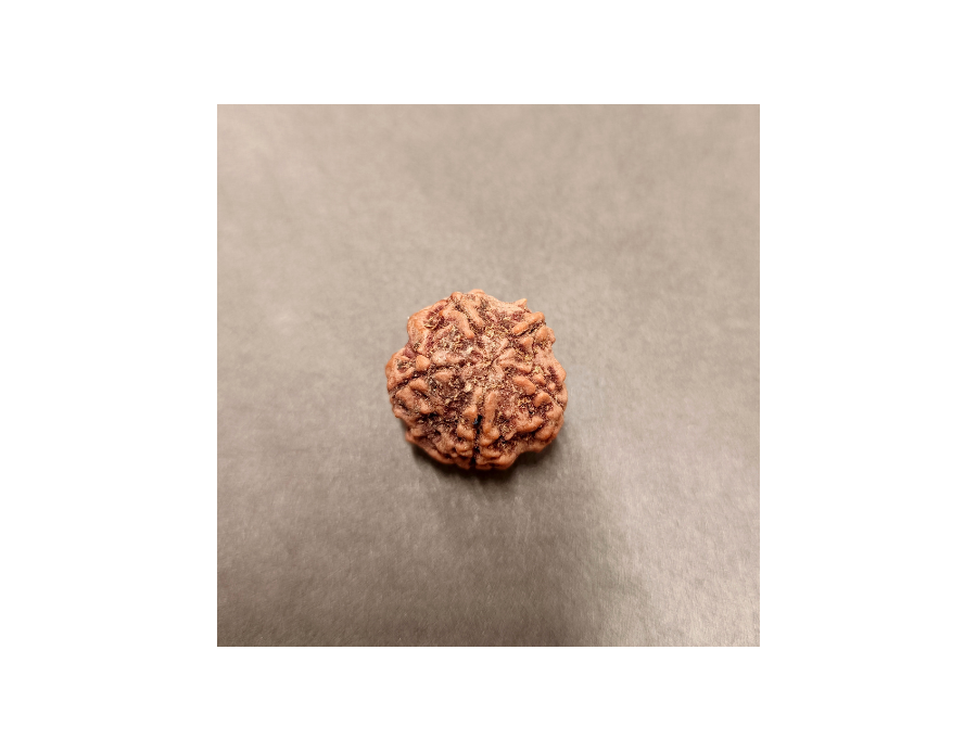 5 Mukhi Rudraksha - 5.593 g.
