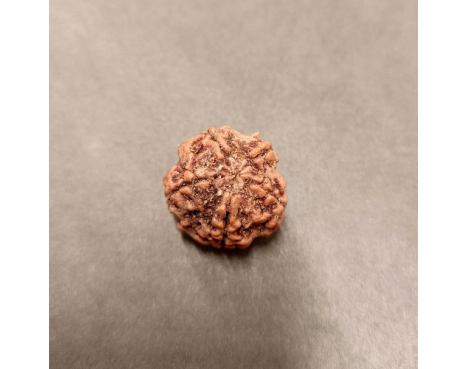 5 Mukhi Rudraksha