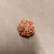 5 Mukhi Rudraksha - 5.593 g.