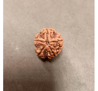 5 Mukhi Rudraksha - 5.593 g.
