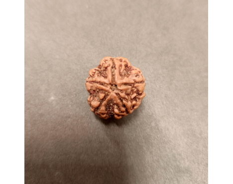 5 Mukhi Rudraksha - 5.593 g.