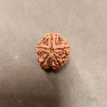5 Mukhi Rudraksha - 5.593 g.