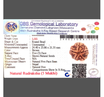 5 Mukhi Rudraksha