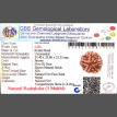 5 Mukhi Rudraksha - 5.593 g.