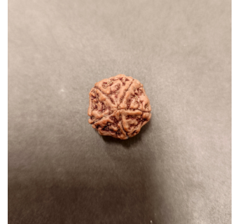 5 Mukhi Rudraksha