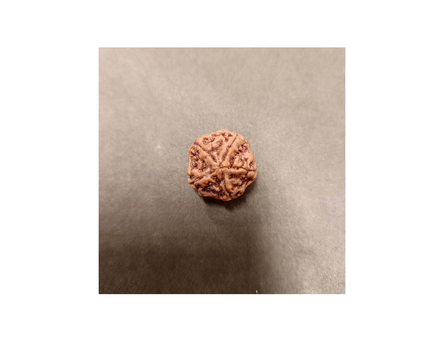 5 Mukhi Rudraksha - 5.139 g.