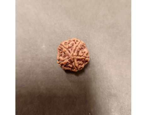 5 Mukhi Rudraksha