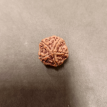 5 Mukhi Rudraksha - 5.139 g.