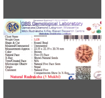 5 Mukhi Rudraksha