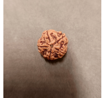 5 Mukhi Rudraksha - 5.139 g.