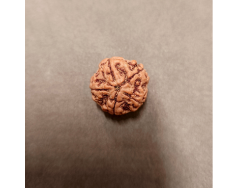 5 Mukhi Rudraksha - 5.139 g.