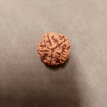 5 Mukhi Rudraksha - 5.139 g.
