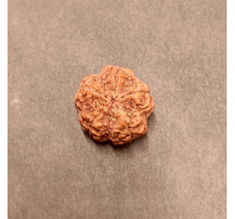 5 Mukhi Rudraksha