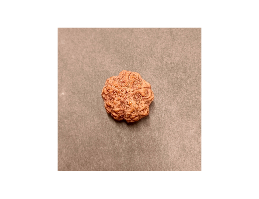 5 Mukhi Rudraksha - 5.007 g.
