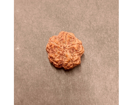 5 Mukhi Rudraksha