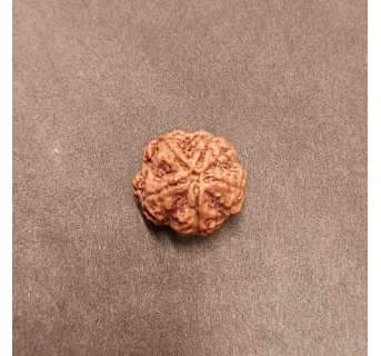 5 Mukhi Rudraksha - 5.007 g.