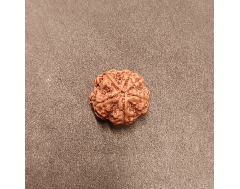 5 Mukhi Rudraksha - 5.007 g.