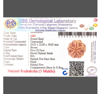 5 Mukhi Rudraksha