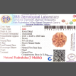 5 Mukhi Rudraksha - 5.007 g.