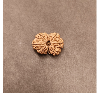 9 Mukhi Rudraksha
