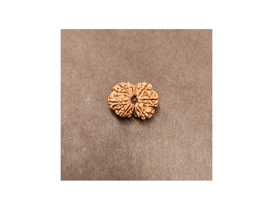 9 Mukhi Rudraksha - 3.260  g.
