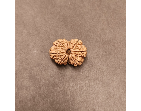 9 Mukhi Rudraksha