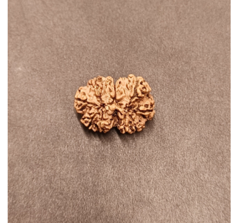 9 Mukhi Rudraksha - 3.260  g.