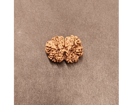 9 Mukhi Rudraksha - 3.260  g.