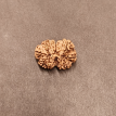 9 Mukhi Rudraksha - 3.260  g.