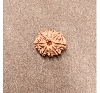 9 Mukhi Rudraksha