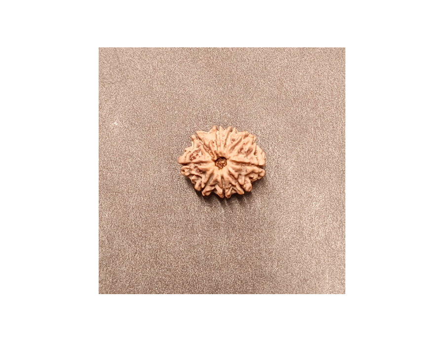 9 Mukhi Rudraksha - 3.592 g.