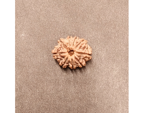 9 Mukhi Rudraksha