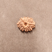 9 Mukhi Rudraksha - 3.592 g.
